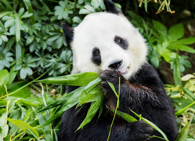 在香港海洋公園可看見可愛的大熊貓。(圖片來源／香港海洋公園)
