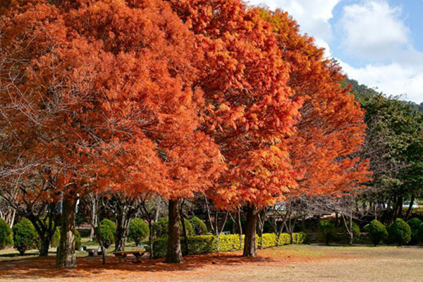 深秋時節，奧萬大楓林一片紅，景致相當迷人 (圖片來源／奧萬大森林遊樂園）