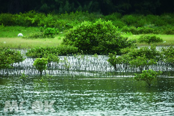 台南七股潟湖位於台灣本島最西端， 是台灣最大的潟湖生態區。(圖片來源／墨刻編輯)