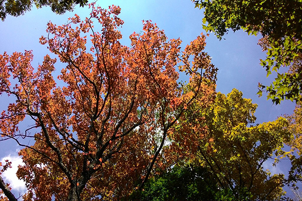 賞楓詢問度最高  奧萬大十大賞風景點