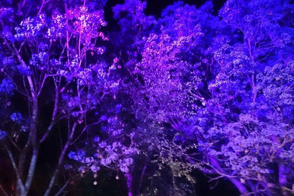 入夜的藍花楹樹 層次分明的深紫與粉紫 (圖片來源／格拉夫頓藍花楹節)