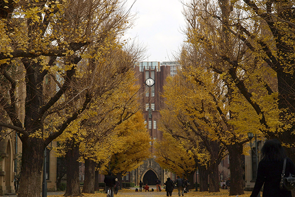 走入日本校園劇的東京大學銀杏樹道 (圖片來源／東京街画ガイド)