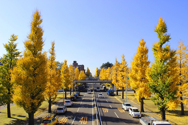 有被譽為「銀杏隧道」的駒澤奧林匹克公園 (圖片來源／花の名所案内)