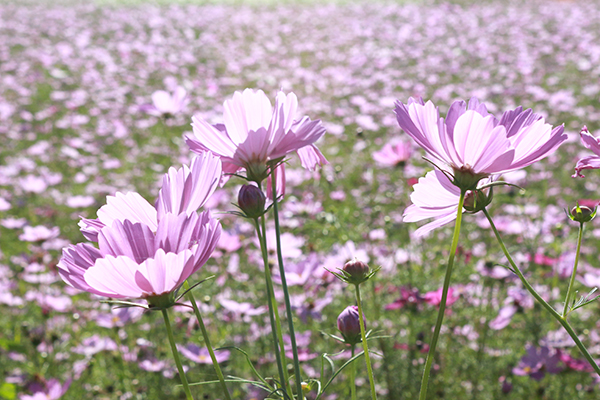 色彩鮮艷的花朵 (圖片來源／2016桃園花彩節)