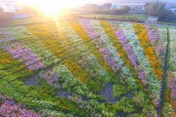 色彩繽紛的花彩園區 (圖片來源／2016桃園花彩節)