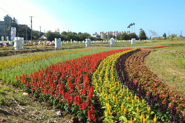 五彩奔騰的花海 (圖片來源／2016桃園花彩節)