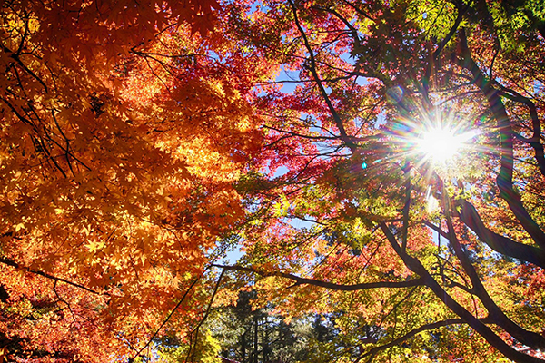 滿天楓葉紅色地毯  福壽山賞楓季盛大揭幕