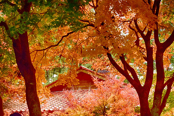 深秋第一抹紅登場 (圖片來源／福壽山農場)