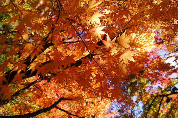 楓葉持續轉紅中 (圖片來源／福壽山農場)