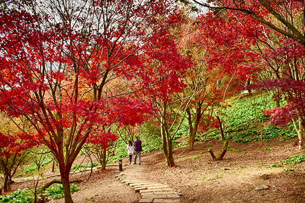 步道間楓樹交錯，秋意盎然 (圖片來源／福壽山農場)