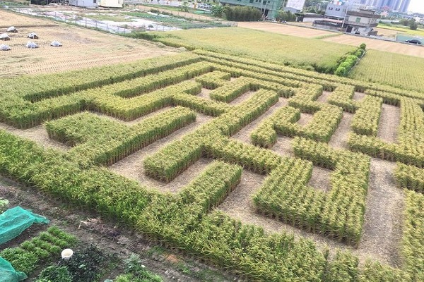 驚奇獨特的稻田迷宮 (圖片來源／竹東稻田嘉年華)