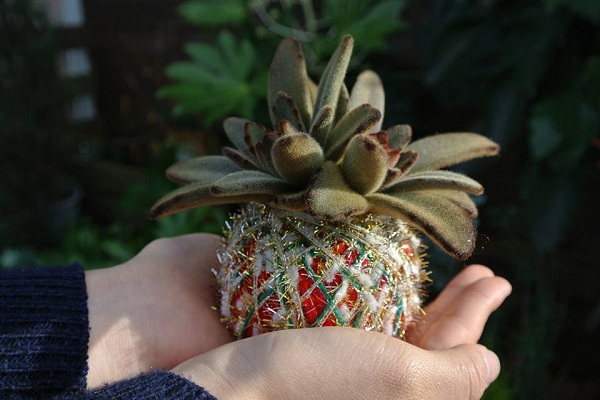 相當精緻的手作球狀植物 (圖片來源／カンキチ工房)