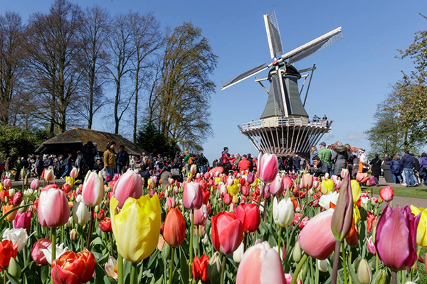 花海與風車 (圖片來源／Visit Keukenhof)