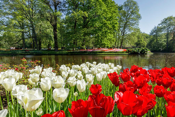 濃郁芬芳的鬱金香 (圖片來源／Visit Keukenhof)