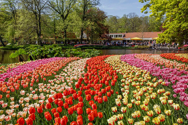 色彩繽紛的花海 (圖片來源／Visit Keukenhof)