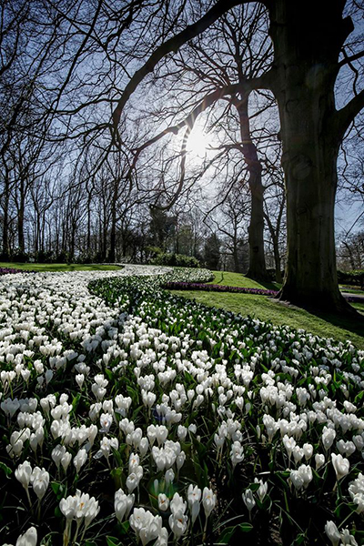 純白聖潔的鬱金香 (圖片來源／Visit Keukenhof)