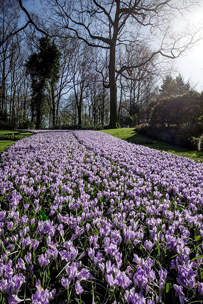 豔陽照射在滿遍紫色的花海 (圖片來源／Visit Keukenhof)