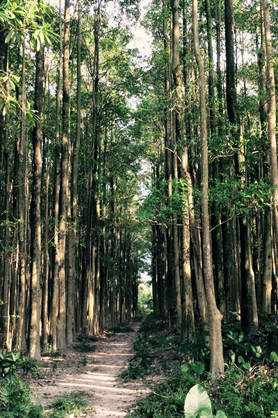 聳高樹林是IG的熱門打卡景點 (圖片來源／微笑58)
