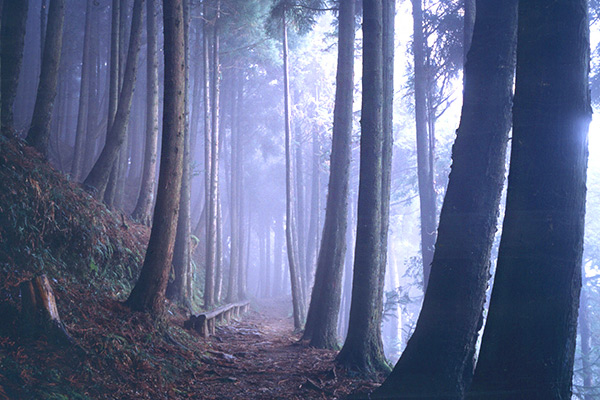迷霧中的樹林充滿朦朧意境 (圖片來源／交通部觀光局)