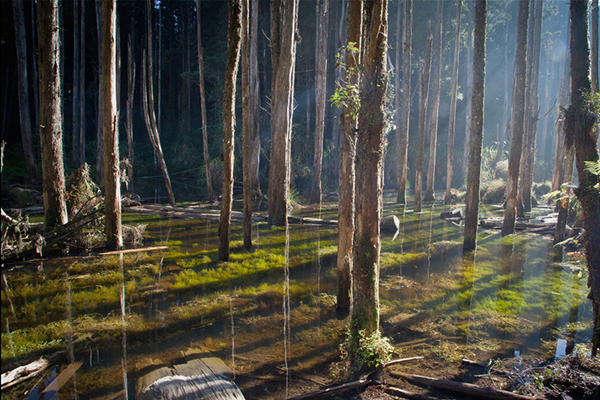 水面如鏡的森林 (圖片來源／南投縣政府)