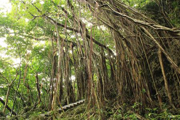 這裡熱帶森林茂密 (圖片來源／交通部觀光局)