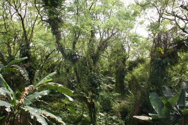 面積達70公頃的樟樹造林地 (圖片來源／林務局)