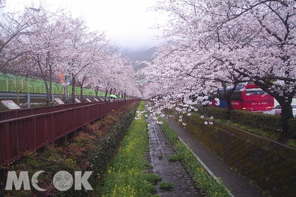 東京賞櫻美景。（圖片提供／金展旅行社）