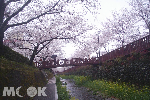 東京賞櫻美景。（圖片提供／金展旅行社）