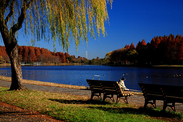 千紅萬紫水杉針葉林  東京都內必訪公園