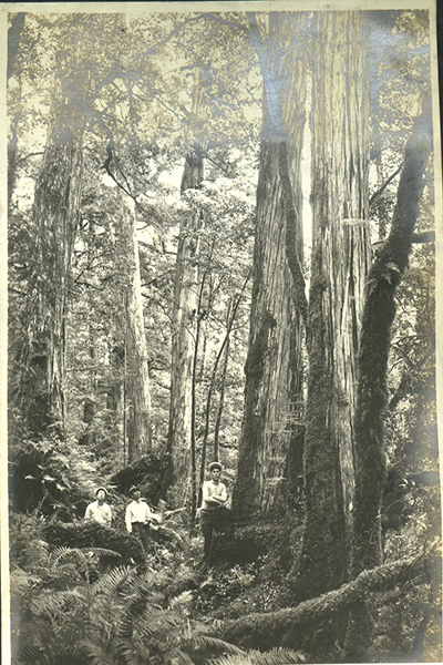 1906年開始引起日本人的注意  (圖片來源／太平山國家森林遊樂區)