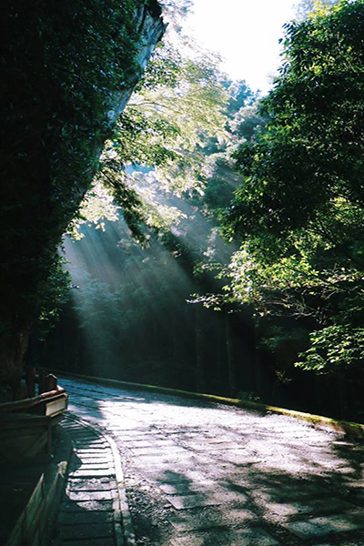 陽光穿透好似薄紗的樹林 (圖片來源／力麗馬告生態園區)