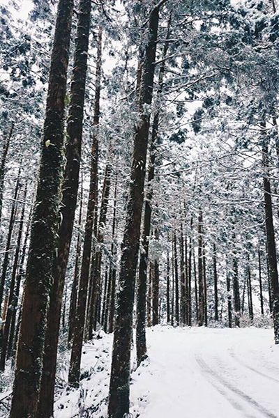 冬雪結晶的美景 (圖片來源／力麗馬告生態園區)