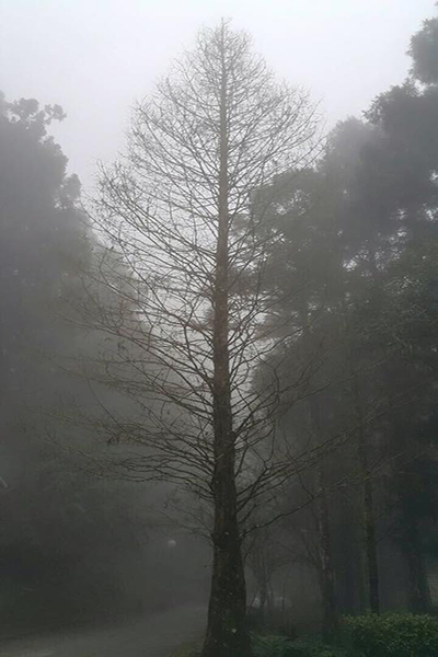 充滿神秘感的濃霧樹林 (圖片來源／力麗馬告生態園區)