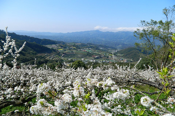 俯瞰整片山谷美景 (圖片來源／馬那邦休閒農業區)