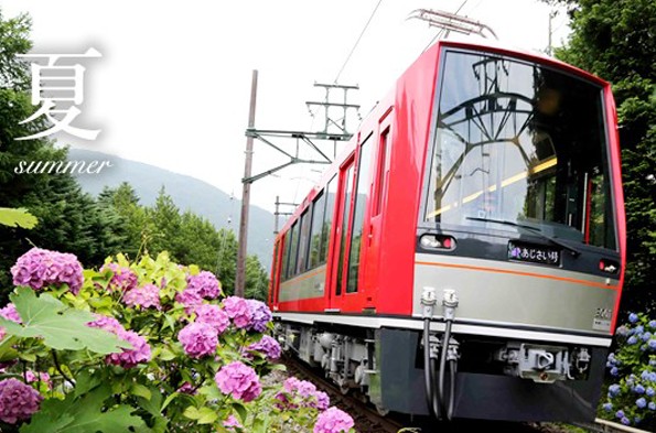 夏天可欣賞到紫陽花美景。(圖片來源／箱根登山電車)