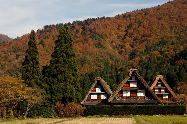 合掌村秋意濃厚、滿片楓紅 (圖片來源／白川村役場)