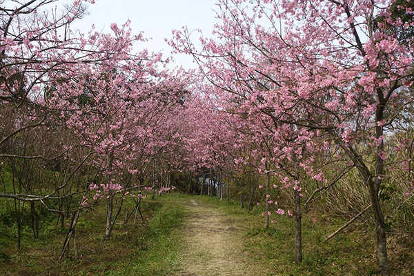 馬武督森林一年四季都有精彩美景，如櫻花季 (圖片來源／綠光小學馬武督探索森林)