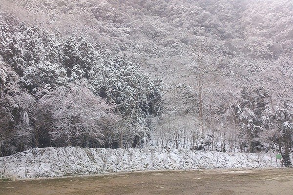 冬季的馬武督森林更雪白美麗 (圖片來源／綠光小學馬武督探索森林)