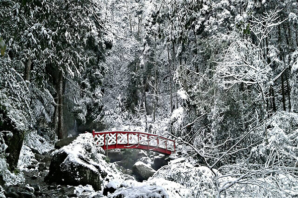 馬武督森林造橋雪景，雪白如神話故事般的奇景 (圖片來源／綠光小學馬武督探索森林)