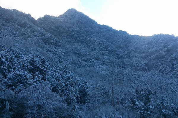 馬武督森林的山林被雪覆蓋 (圖片來源／綠光小學馬武督探索森林)