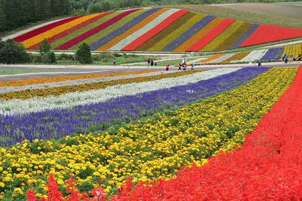 北海道的薰衣草花園 (圖片來源／POPURA FARM)
