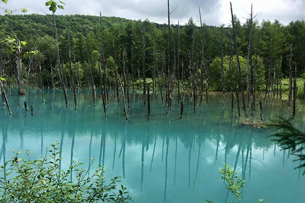 雙春濱海遊憩區有紅樹林與枯木組成的忘憂森林 (圖片來源／雙春濱海遊憩區-Vanaheim愛莊園)