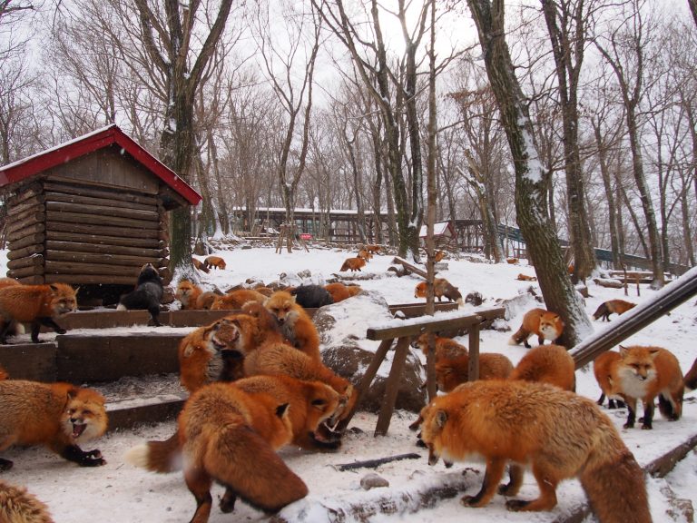 日本熱門動物景點之一的藏王狐狸村 (圖片來源／宮城縣藏王狐狸村)