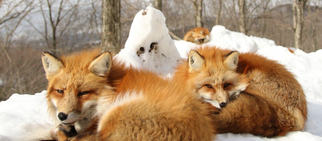 藏王狐狸村有超過六成以上是外國旅客，是世界唯一專門飼養狐狸的動物園 (圖片來源／宮城縣藏王狐狸村)