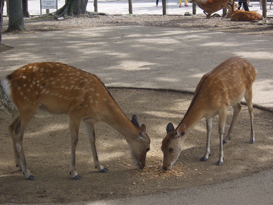 奈良公園已儼然成為鹿的代名詞，公園裡充滿了鹿群且不怕人群，還會跟遊客尋求專用的餅乾吃，非常受到旅客們喜愛 (圖片來源／Wikipedia)