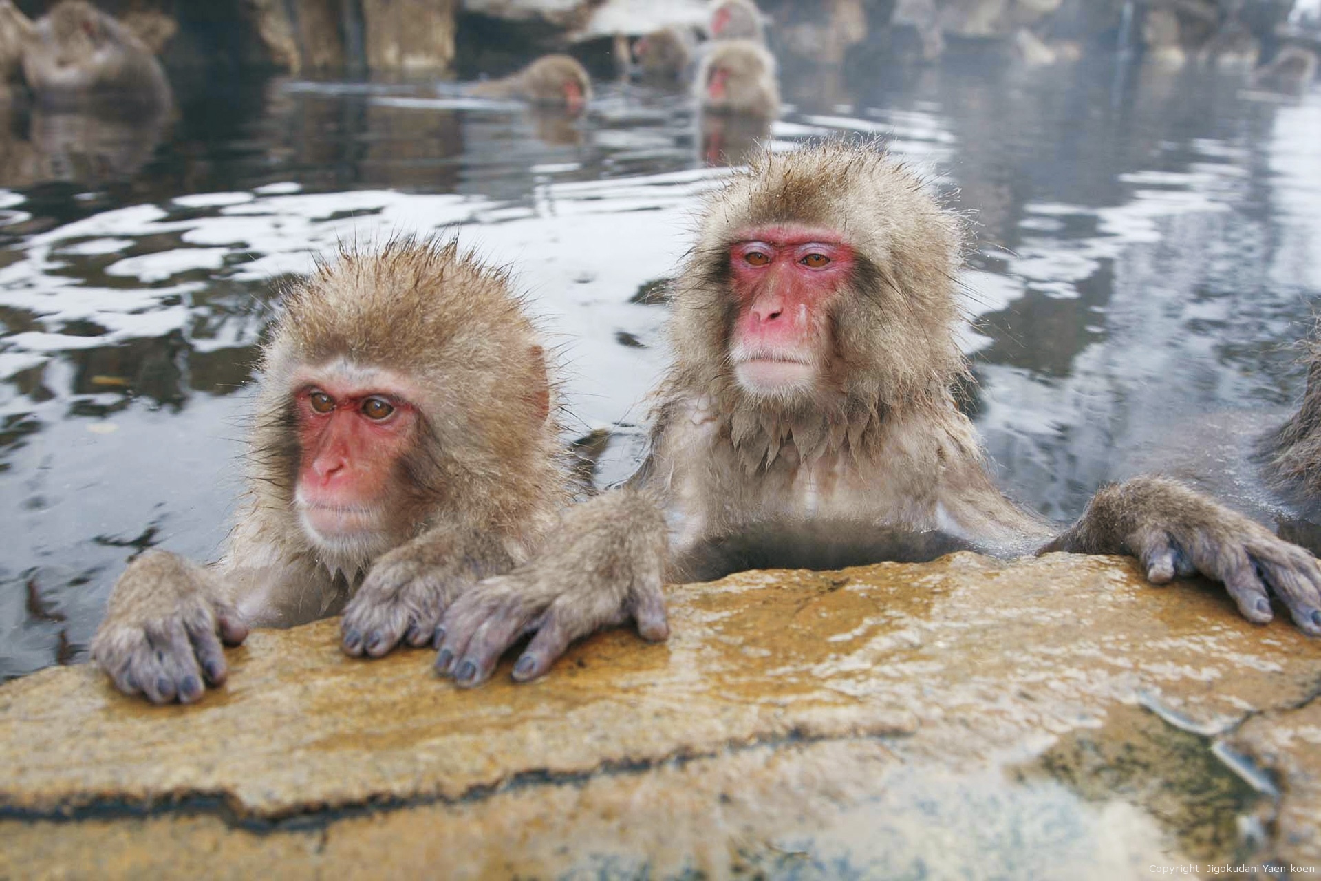 長野的地獄谷野猿公苑曾被外國人票選為前十大日本最想造訪的美景，也是全世界十大溫泉第四名，在這裡可以欣賞到猴子泡天然溫泉的場景 (圖片來源／地獄谷野猿公苑)
