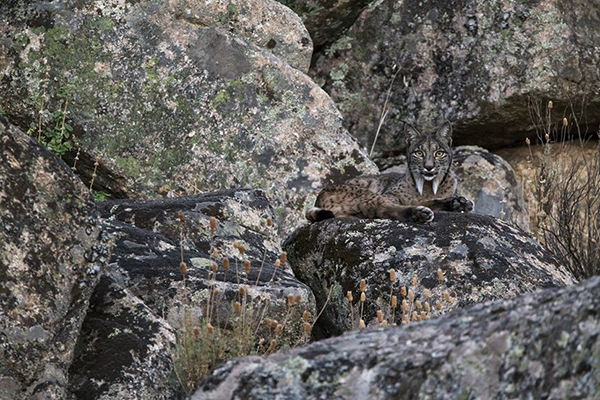 大自然與野外攝影獎作品，攝於西班牙Sierra de Andujar National Park，一隻伊比利亞猞猁 (圖片來源／TPOTY)