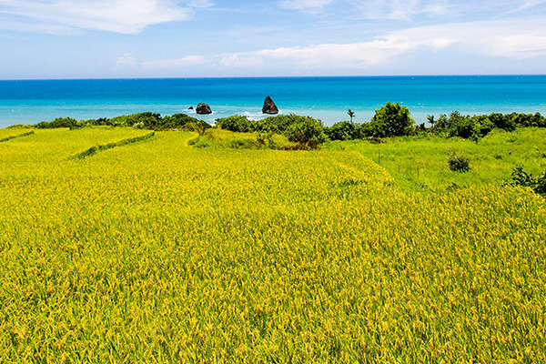 碧海藍天Ｘ藝術造景  精選東海岸一日遊景點