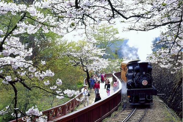 阿里山森林鐵路以蒸氣火車聞名，是亞洲最高的窄軌登山鐵道，海拔高度超越印度大吉嶺喜馬拉雅鐵路 (圖片來源／台灣觀光局)