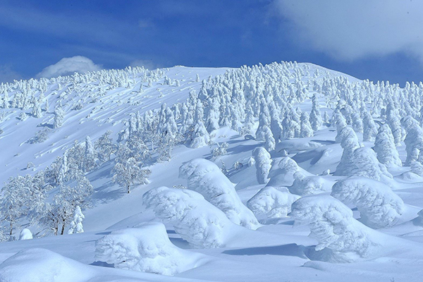 森吉山的阿仁樹冰是秋田的知名景點之一 (圖片來源／秋田縣観光聯盟)